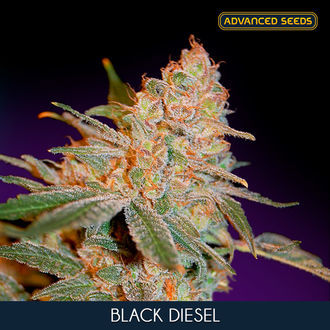 Black Diesel (Advanced Seeds) femminizzata