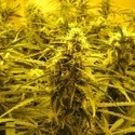 Channel + (Medical Seeds) femminizzato