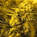 Channel + (Medical Seeds) femminizzato