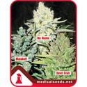 Collection 4 (Medical Seeds) femminizzato