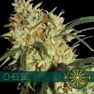 Cheese (Vision Seeds) femminizzato