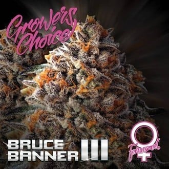 Bruce Banner III (Growers Choice) Femminizzata