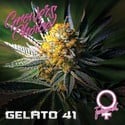 Gelato 41 (Growers Choice) Femminizzata