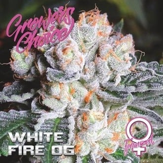 White Fire OG (Growers Choice) Femminizzata