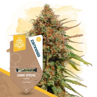 Zammi Special (Zamnesia Seeds) femminizzata