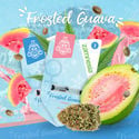 Frosted Guava (Zamnesia Seeds) femminizzata