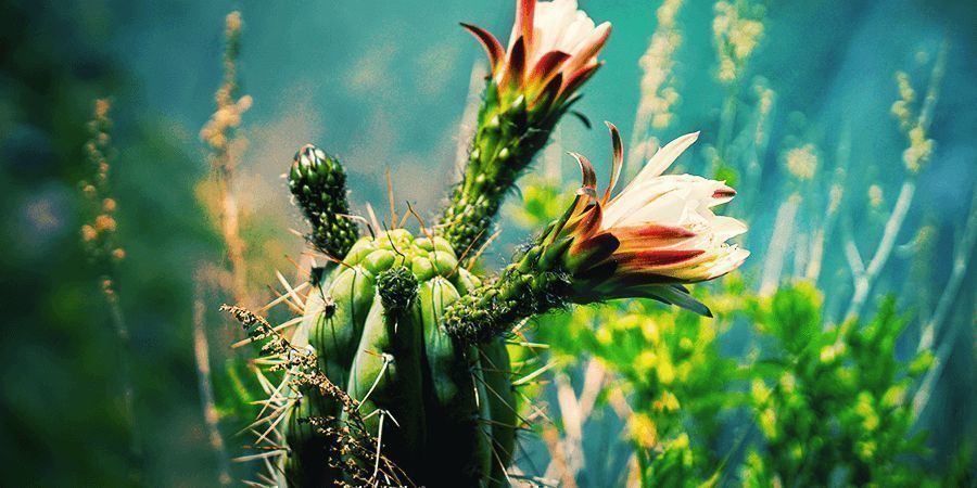 Cactus Mescalinici