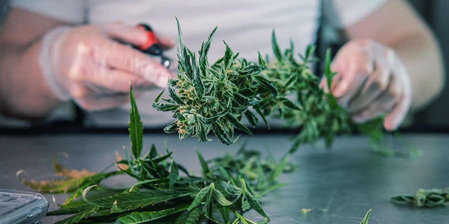 Che Cos’è La Pulitura Da Cannabis Fresco?