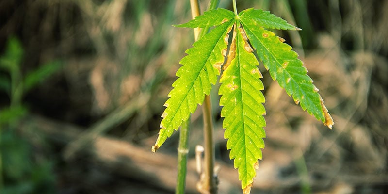 Quando non occorre preoccuparsi per l'ingiallimento delle foglie della cannabis