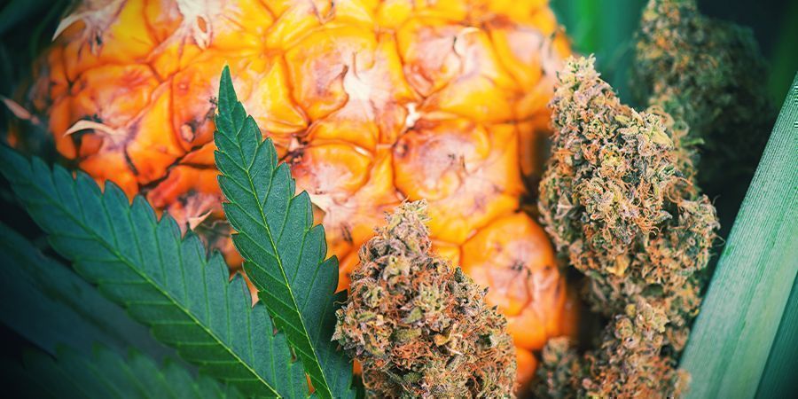 Come Dare Più Sapore Alla Cannabis Dopo Il Raccolto