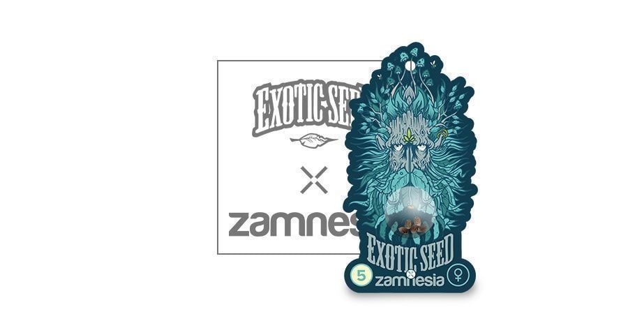 Black Zkittlez (Exotic Seed X Zamnesia) Femminizzata