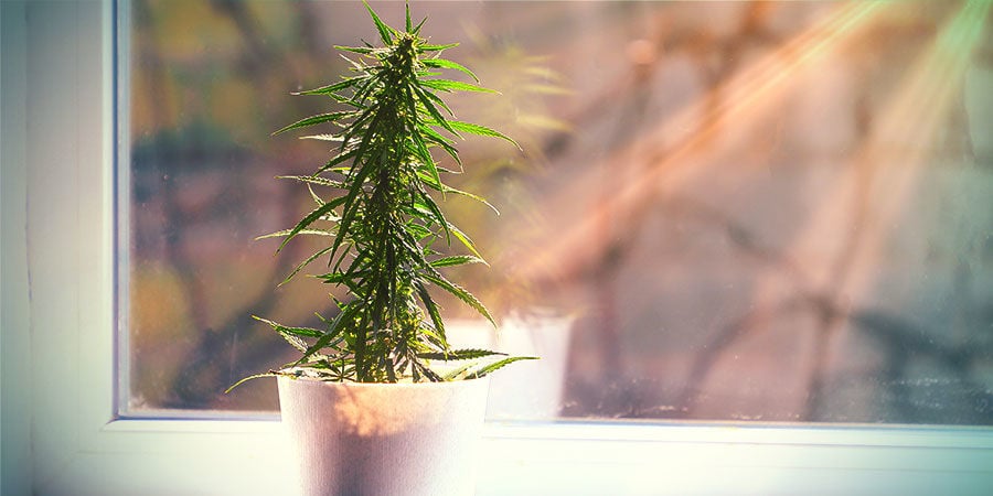 Cosa Possiamo Aspettarci Da Una Pianta Di Cannabis Coltivata Fuori Da Una Grow Room