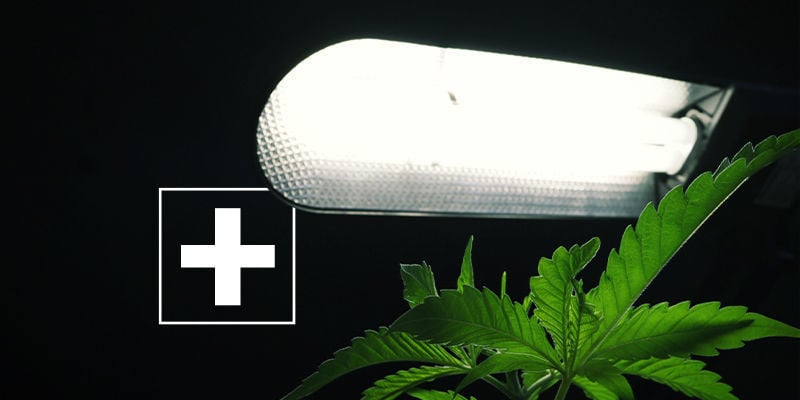 I Vantaggi Dell'Illuminazione Laterale Per La Cannabis