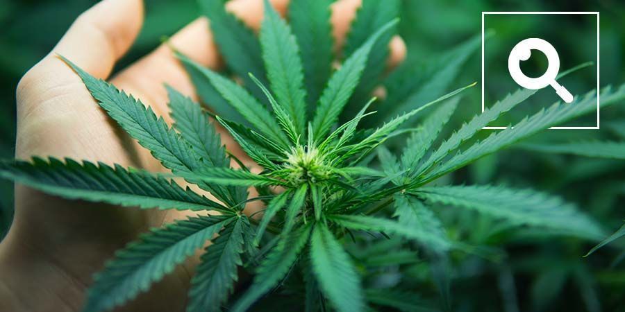 Comprendere la Terminologia della Cannabis