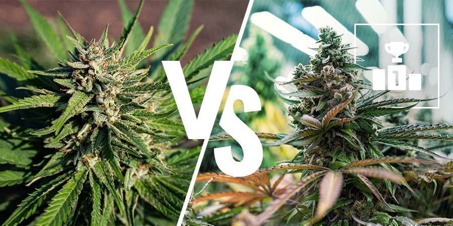 Qual È Meglio: la Cannabis Medicinale o Quella Ricreativa?