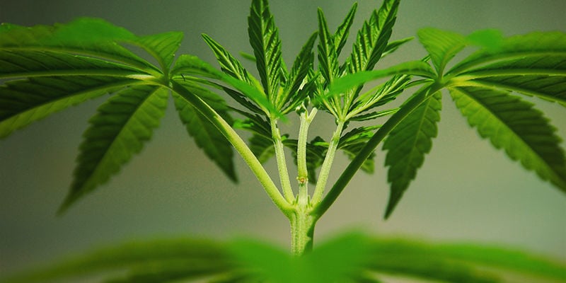 Cosa Sono Le Mutazioni Della Cannabis?
