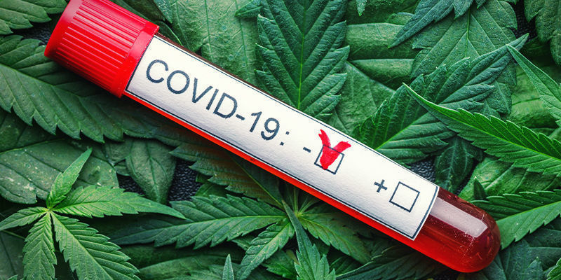 In Che Modo La Cannabis Potrebbe Influenzare L'Infezione Da COVID?