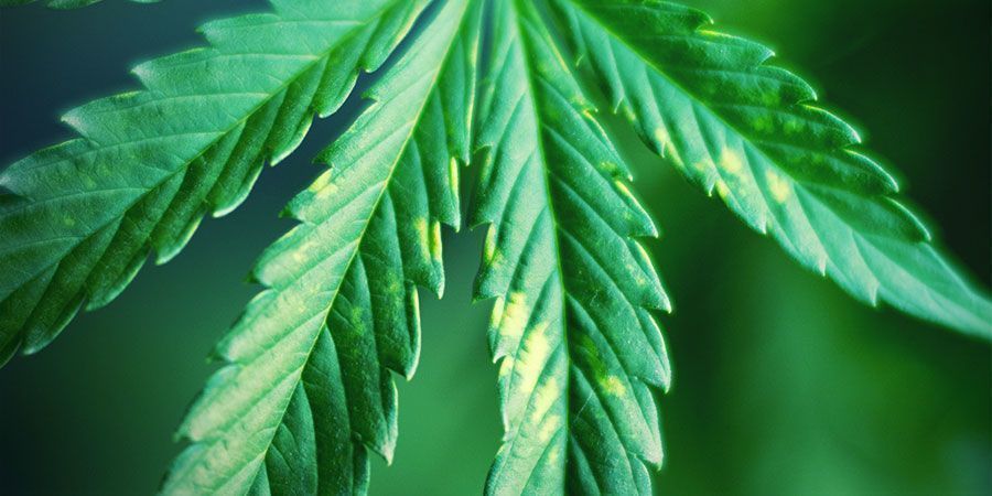 Controllare Regolarmente La Presenza Di Segnali Di Stress Da Illuminazione - Cannabis