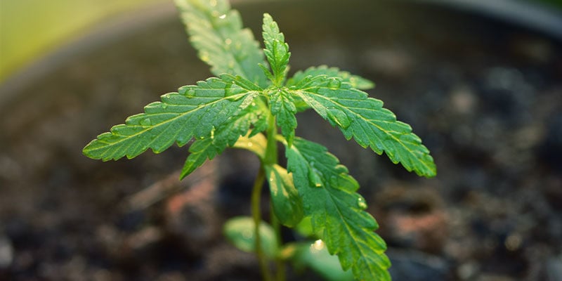 Fornire L'Intensità Di Luce Corretta - Prendersi Cura Dei Piantini Di Cannabis
