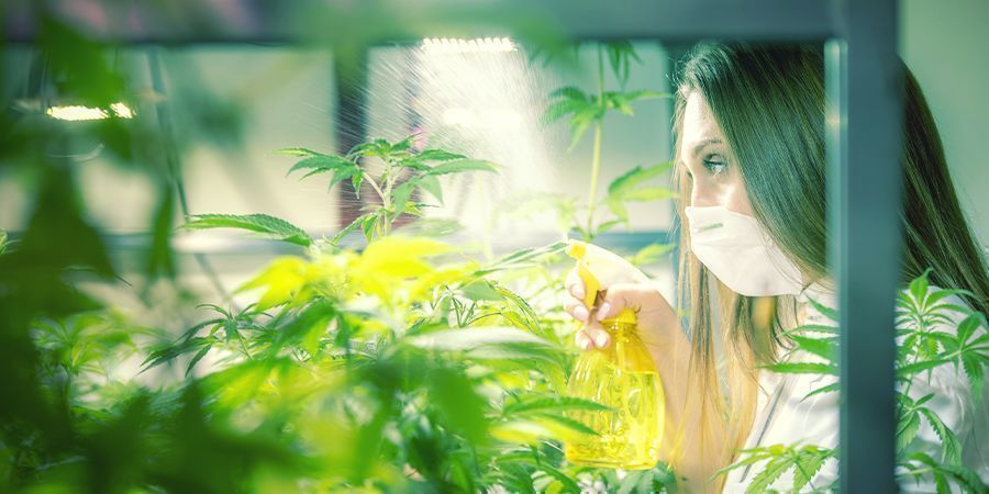 Come E Quando Concimare Per Via Fogliare Le Piante Di Cannabis