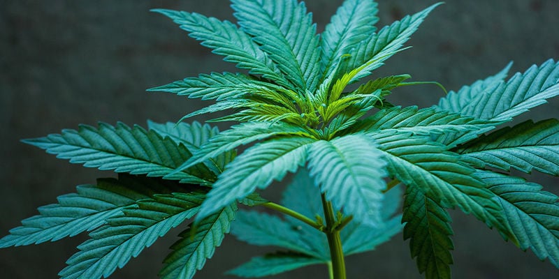 Coltivazione Semi Di Cannabis Regolari E Femminizzati