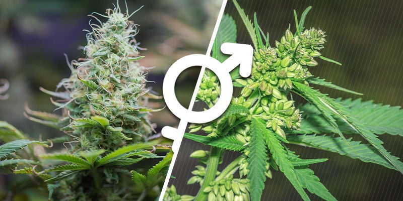 Capire il Sesso delle Piante di Cannabis