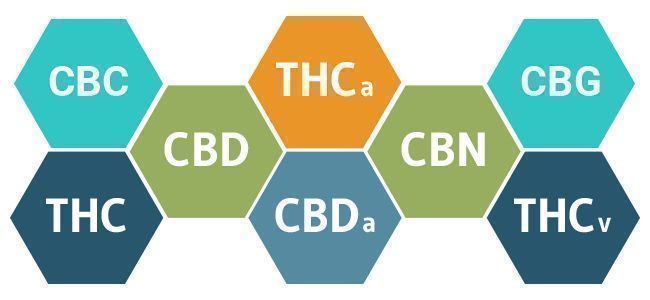 cannabinoidi cannabis