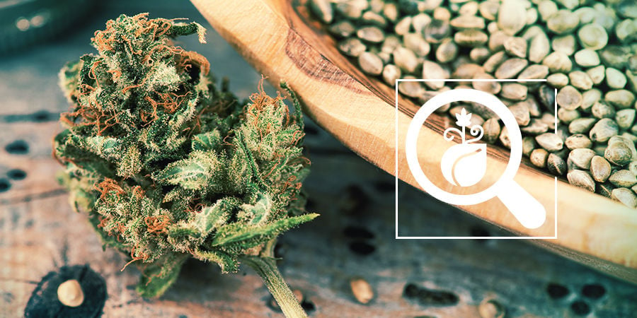 Seedfinder: Trova I Migliori Semi Di Cannabis