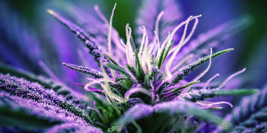 Seedfinder semi di cannabis: Tempi Di Fioritura