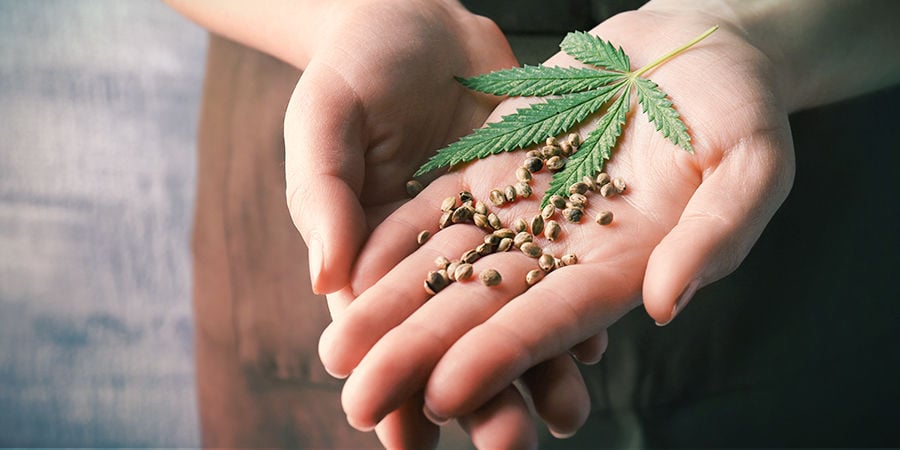 Come Trovare I Migliori Semi Di Cannabis