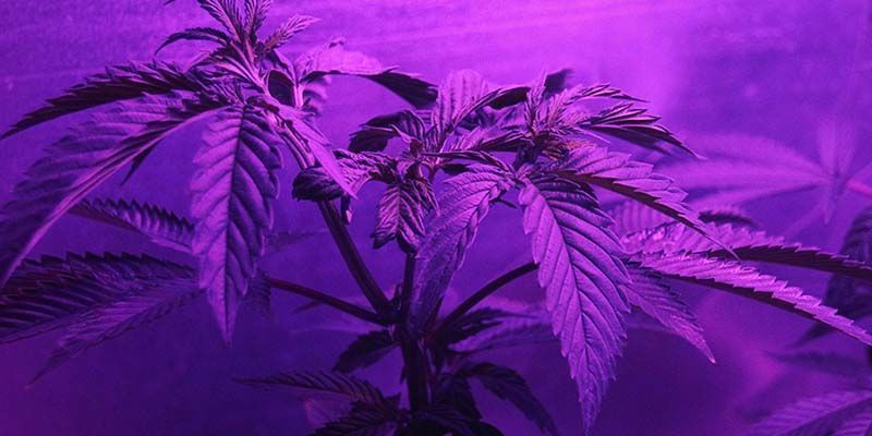 Come si Coltivano i Semi di Cannabis?
