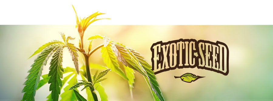 Exotic Seed - Semi Di Cannabis