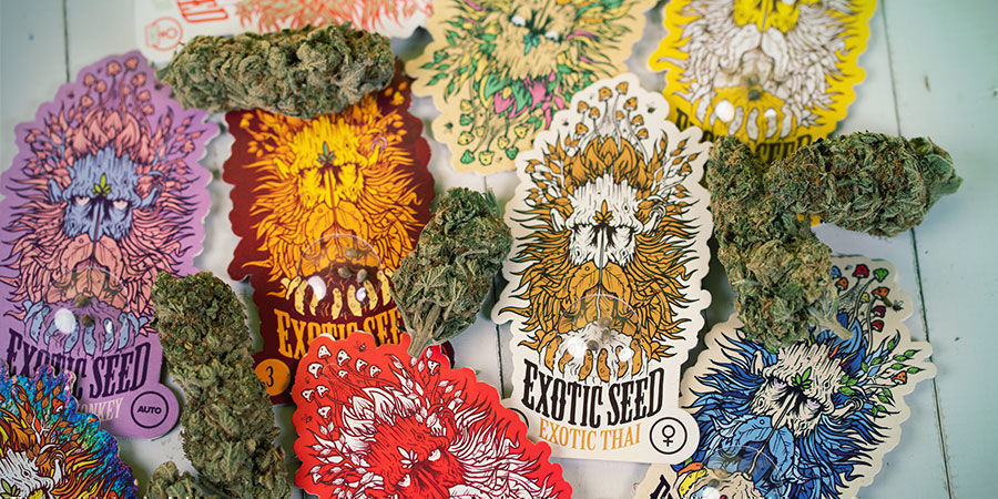 Confezionati Semi Cannabis Exotic Seed