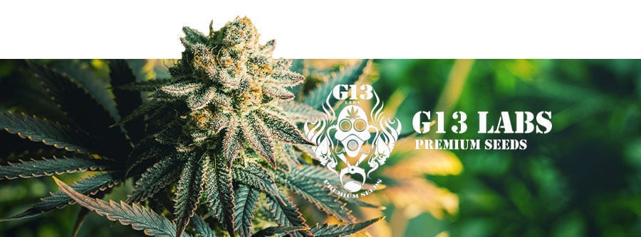 G13 Labs - semi di cannabis