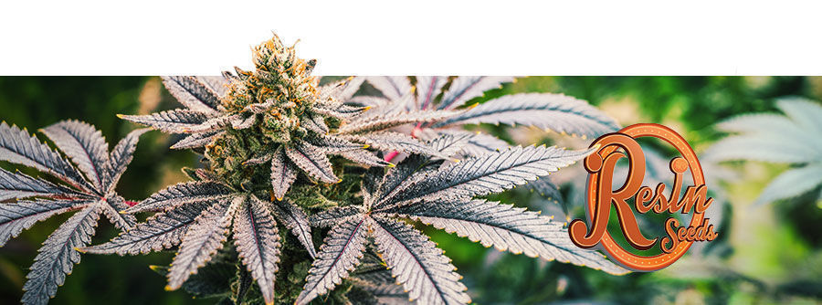Resin Seeds - semi di cannabis