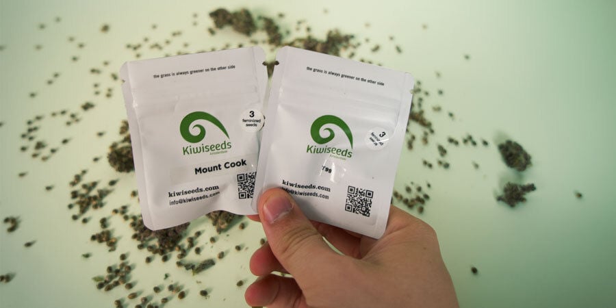 Come Sono Confezionati I Semi Di Cannabis Della Kiwi Seeds?