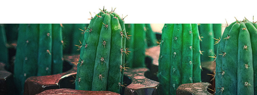 Informazioni sui Cactus Mescalinici 