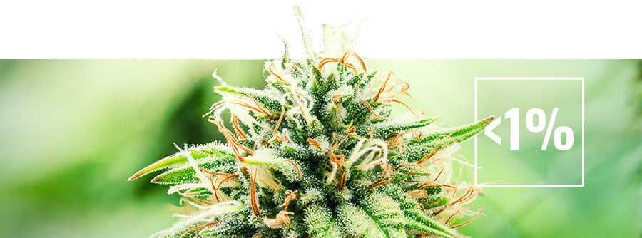 Informazioni sulla cannabis a basso contenuto di THC (meno dell’1%)