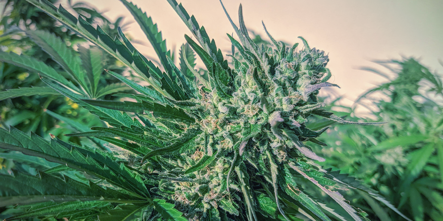Quali Sono i Migliori Semi di Cannabis Autofiorenti di Sensi Seeds?