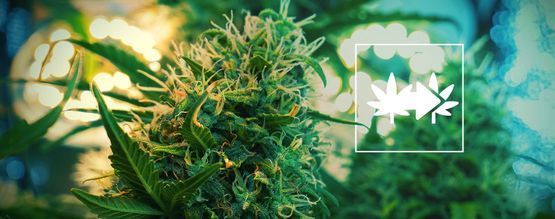 Il Modo Migliore Per Clonare Le Piante Di Cannabis