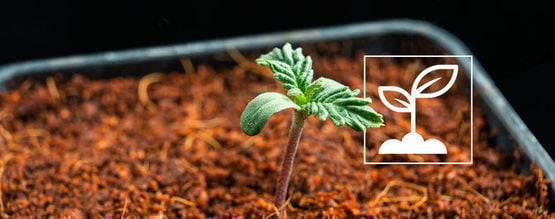 Che Cosa Sono Le Plantule Di Cannabis?