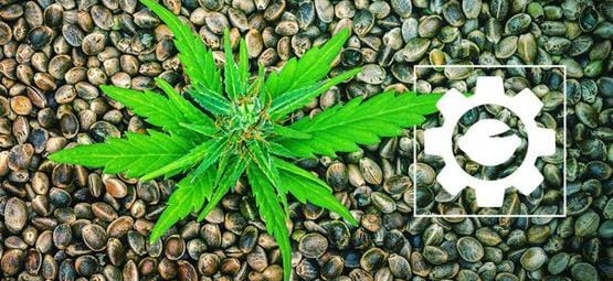 Che Cosa Sono I Semi Di Cannabis Autofiorenti?