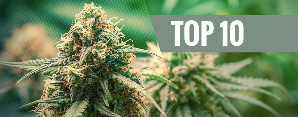Besten Cannabis-Hybridsorten