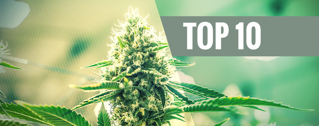 Top 10 Delle Varietà Di Cannabis Kush