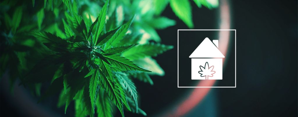Coltivare Cannabis Casa