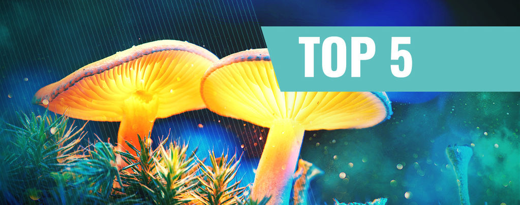 La Nostra Top 5 Dei Migliori Documentari Sui Funghi Magici