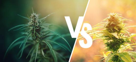 Qual È La Differenza Tra Cannabis E Canapa?