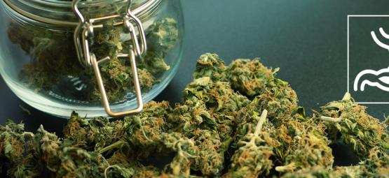 In Che Modo La Cannabis Influisce Sull’apparato Digerente?