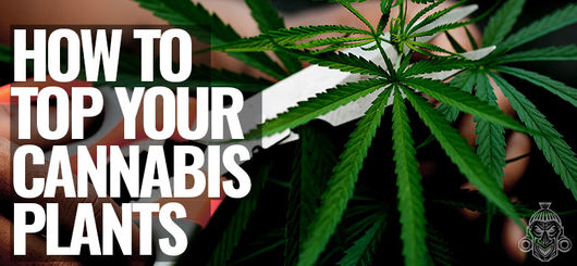 Come Eseguire La Cimatura Sulle Tue Piante Di Cannabis