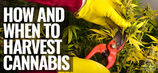 Come E Quando Fare Il Raccolto Delle Piante Di Cannabis